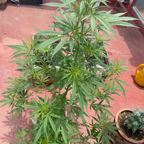 Lemon cake 7 growlog timeline photo