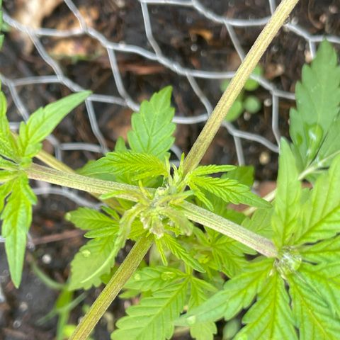 King cake  growlog timeline photo