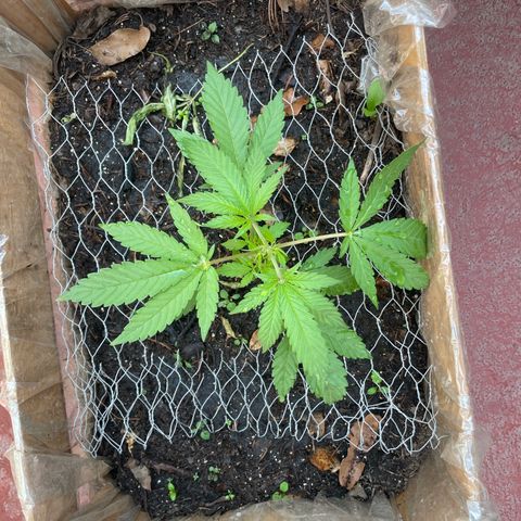 King cake  growlog timeline photo