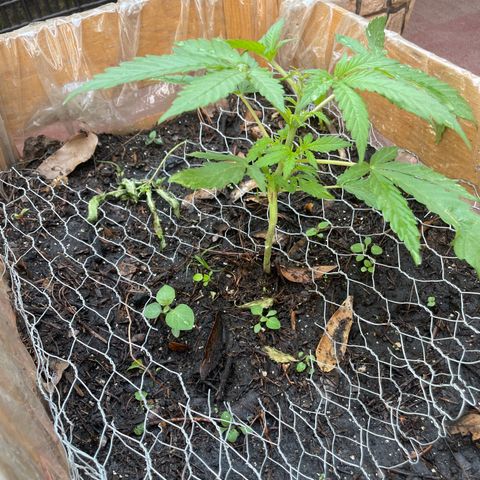 King cake  growlog timeline photo