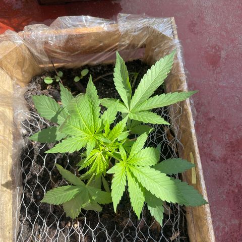 Orange juice  growlog timeline photo