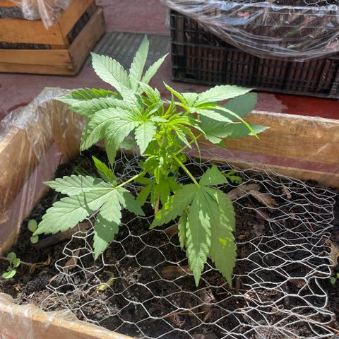 Orange juice  growlog timeline photo