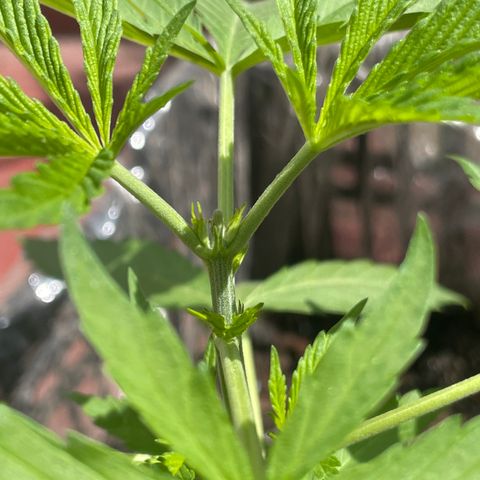 Tangie 2 growlog timeline photo