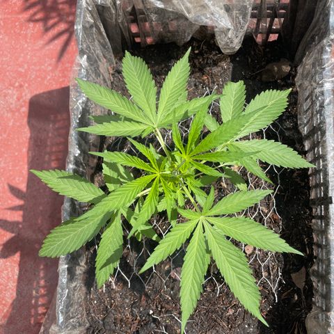 Tangie 2 growlog timeline photo