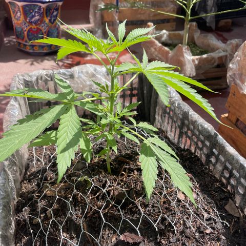 Tangie 2 growlog timeline photo