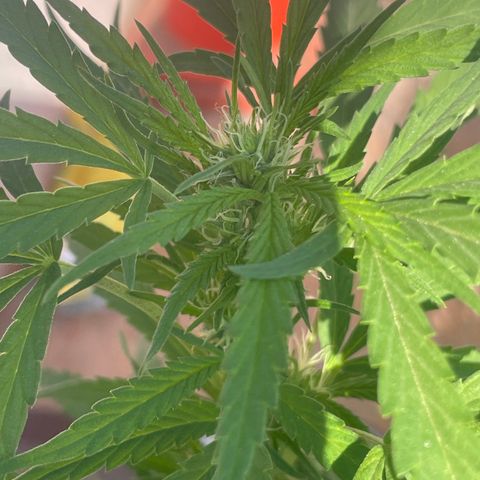 Orange juice(??? growlog timeline photo
