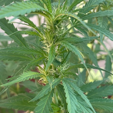 Orange juice(??? growlog timeline photo