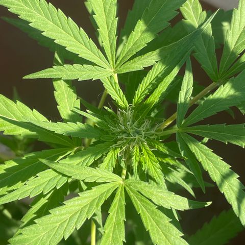 Orange juice(??? growlog timeline photo