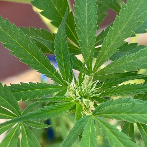 Orange juice(??? growlog timeline photo