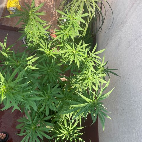 Orange juice(??? growlog timeline photo