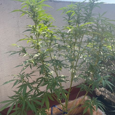 Orange juice(??? growlog timeline photo