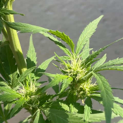 Orange juice(??? growlog timeline photo