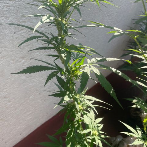 Orange juice(??? growlog timeline photo