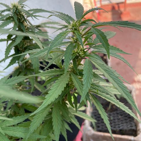 Lemon cake 5 growlog timeline photo