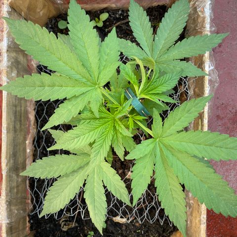 Orange juice  growlog timeline photo