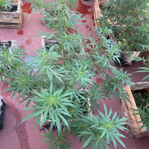 Lemon cake 3 growlog timeline photo