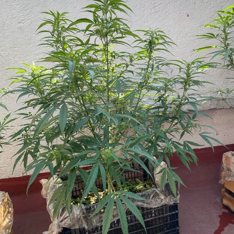 Lemon cake 4 growlog timeline photo