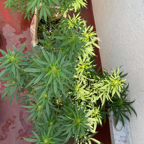 Lemon cake 4 growlog timeline photo