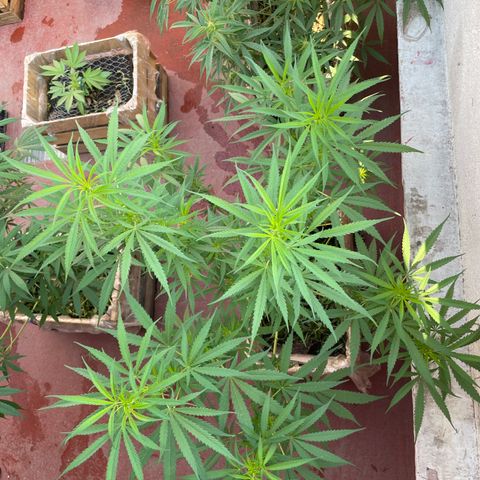 Lemon cake 6 growlog timeline photo