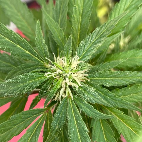 Lemon cake 5 growlog timeline photo