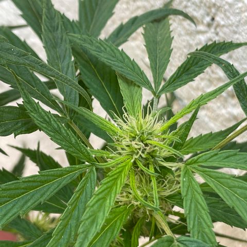 Lemon cake 4 growlog timeline photo