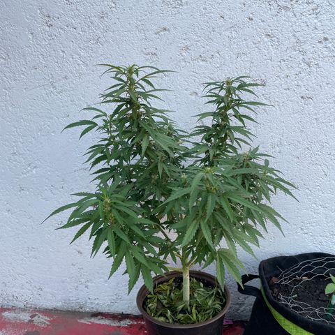 Lemon cake 5 growlog timeline photo