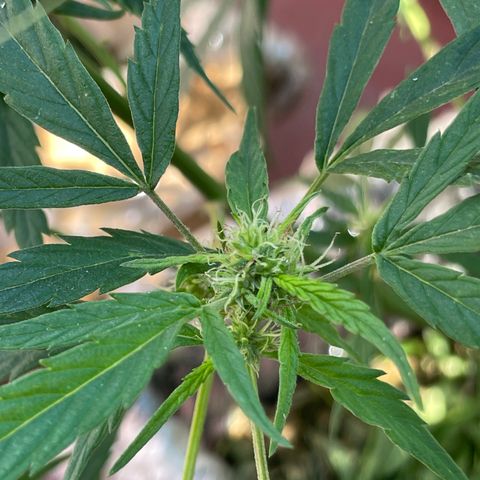 Lemon cake 4 growlog timeline photo