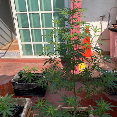 Lemon cake 7 growlog timeline photo