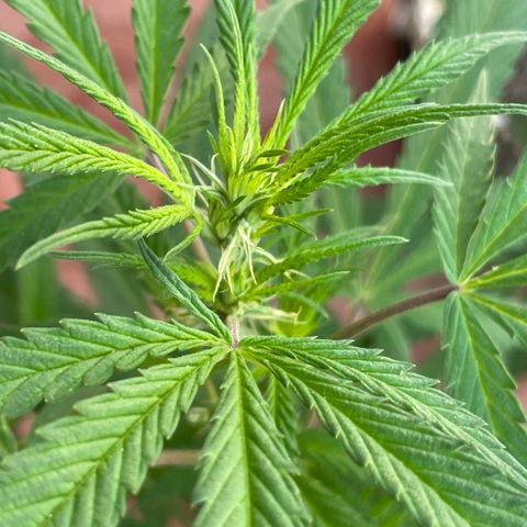 Lemon cake 3 growlog timeline photo
