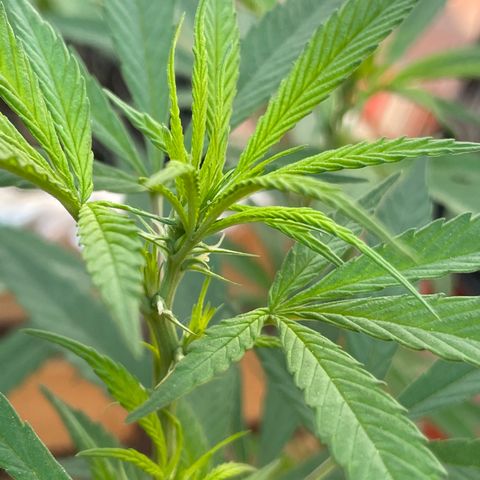 Lemon cake 7 growlog timeline photo