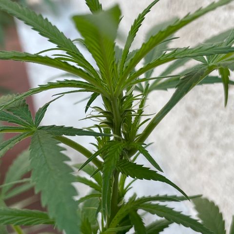 Lemon cake 6 growlog timeline photo