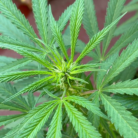 Lemon cake 3 growlog timeline photo