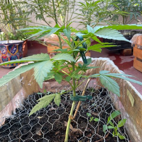 Orange juice  growlog timeline photo