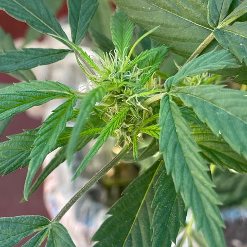 Lemon cake 4 growlog timeline photo