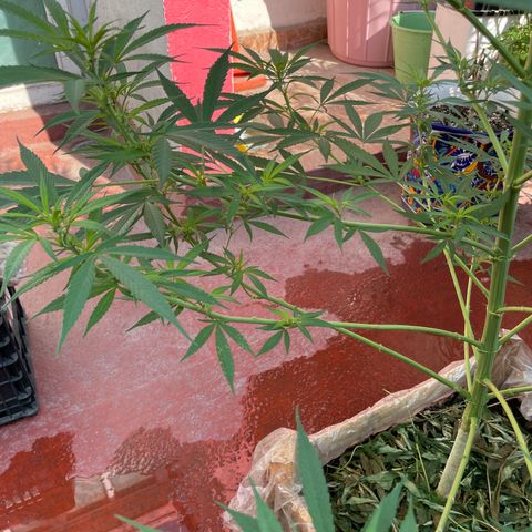 Lemon cake 7 growlog timeline photo