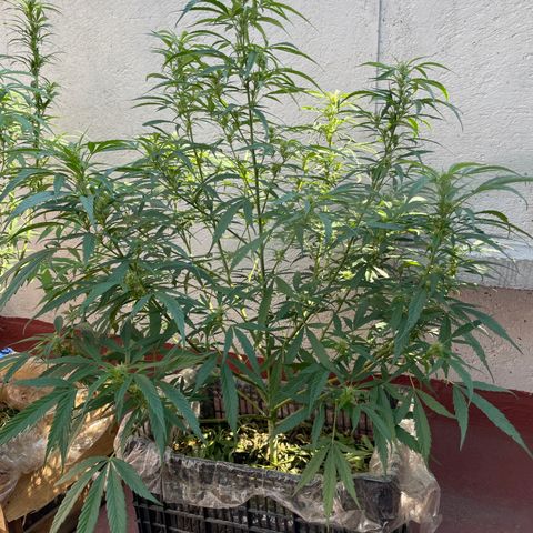 Lemon cake 4 growlog timeline photo