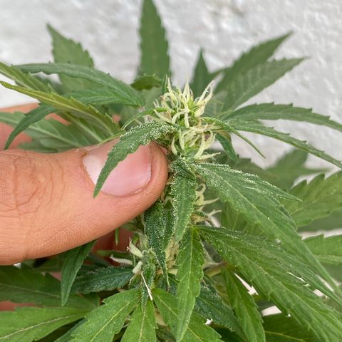 Lemon cake 5 growlog timeline photo