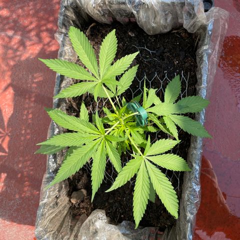 Tangie 2 growlog timeline photo