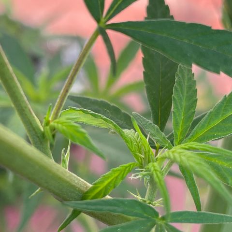 Lemon cake 7 growlog timeline photo