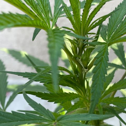 Lemon cake 6 growlog timeline photo