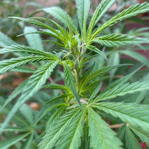 Lemon cake 3 growlog timeline photo
