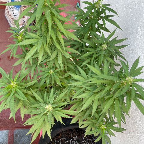 Lemon cake 5 growlog timeline photo
