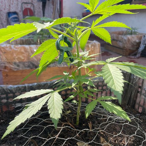 Tangie 2 growlog timeline photo
