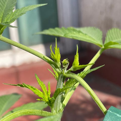 Tangie 2 growlog timeline photo