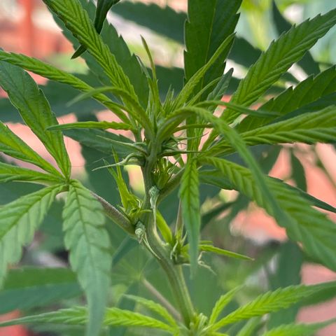 Lemon cake 7 growlog timeline photo