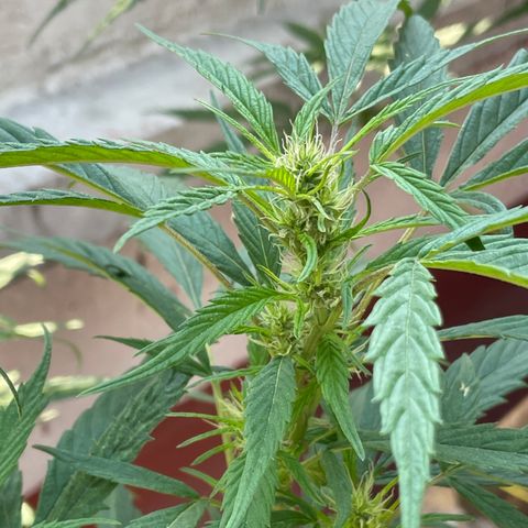 Lemon cake 4 growlog timeline photo