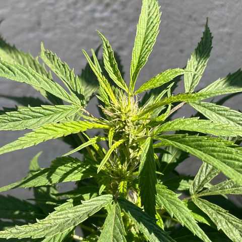 Lemon cake 4 growlog timeline photo