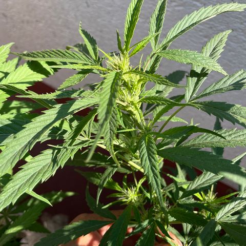Lemon cake 4 growlog timeline photo