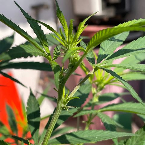 Lemon cake 7 growlog timeline photo