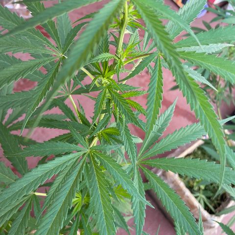 Lemon cake 6 growlog timeline photo